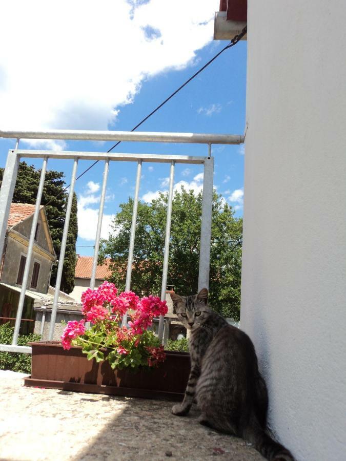 Apartment Lordanic Zaglav, Dugi Otok 外观 照片